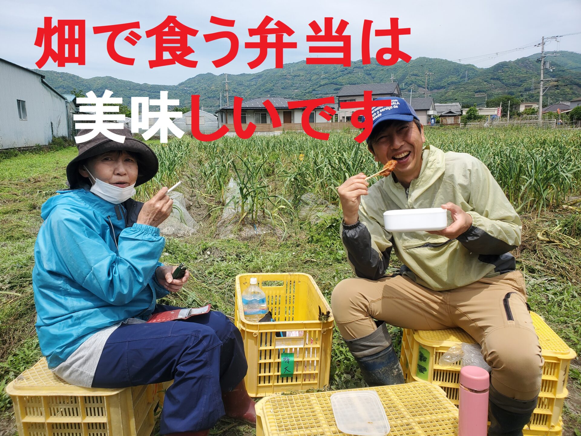 5/2　農業ジョブコーチ活動記録vol６　ニンニクの芽の収穫作業と出荷準備